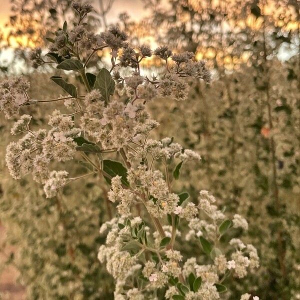 Bystropogon canariensis 花