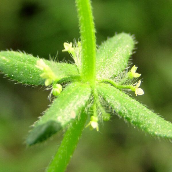 Cruciata pedemontana Flor