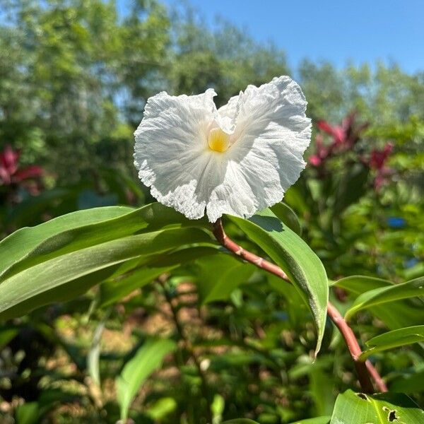 Hellenia speciosa Bloem