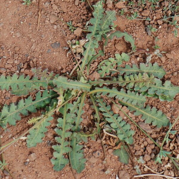 Launaea capitata 整株植物