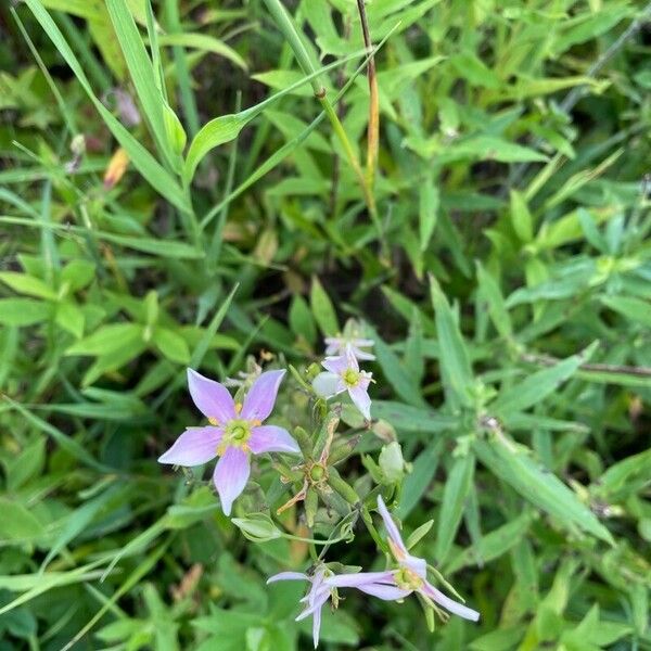 Sabatia angularis Flors