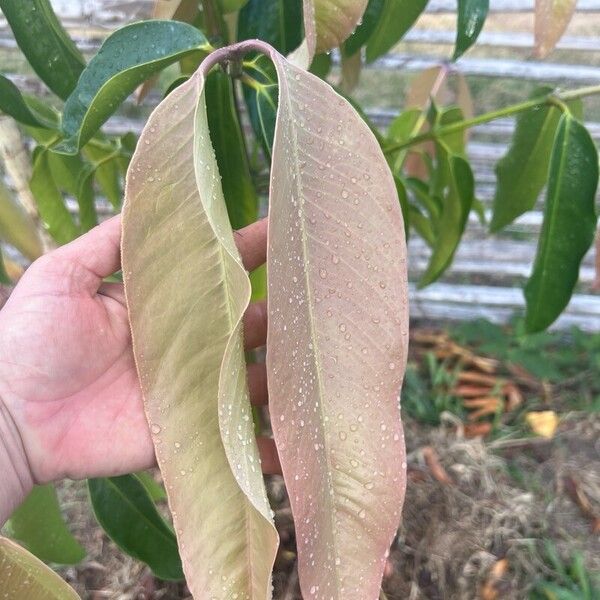 Garcinia mangostana Blatt