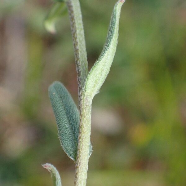 Buglossoides arvensis Leaf