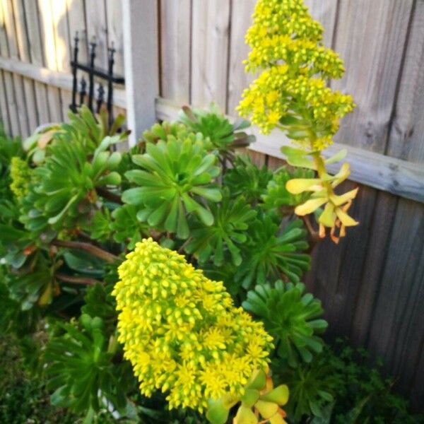 Aeonium arboreum Цвят