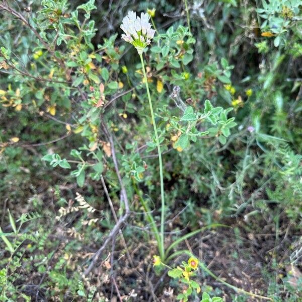 Allium roseum Habit