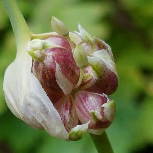 Allium sativum Flower