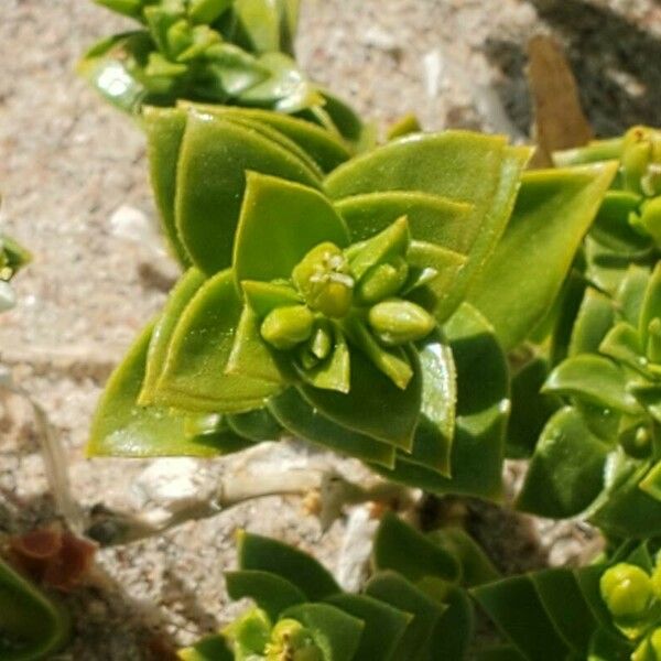 Honckenya peploides 葉