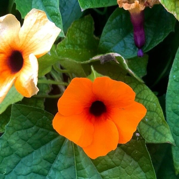 Thunbergia alata Flower