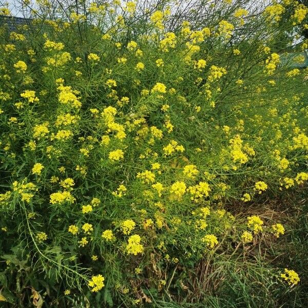 Sisymbrium loeselii Habitus