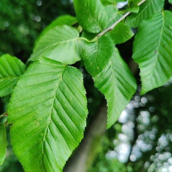 Carpinus orientalis পাতা