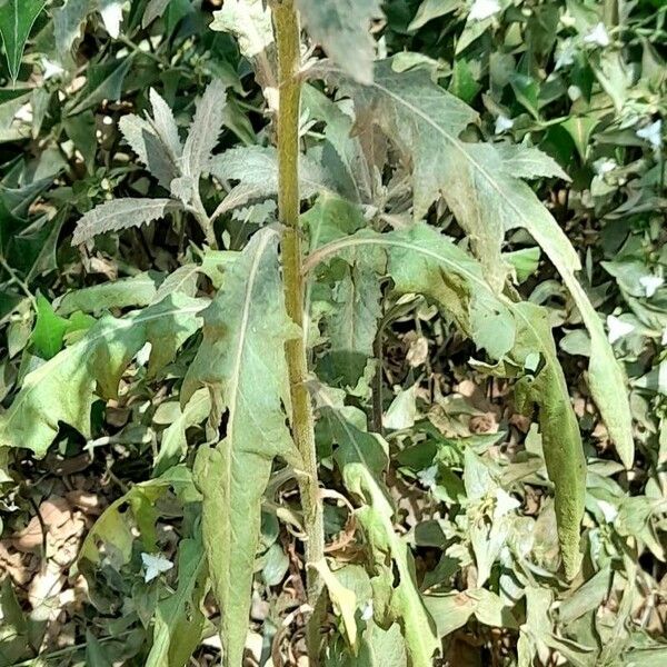 Senecio pterophorus Blad