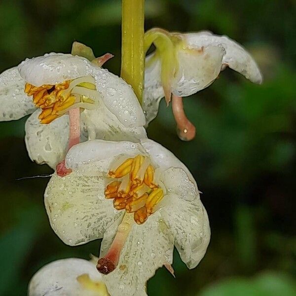 Pyrola rotundifolia Квітка