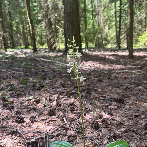 Platanthera bifolia 花