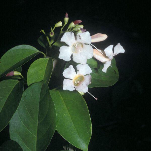 Lundia erionema Flower