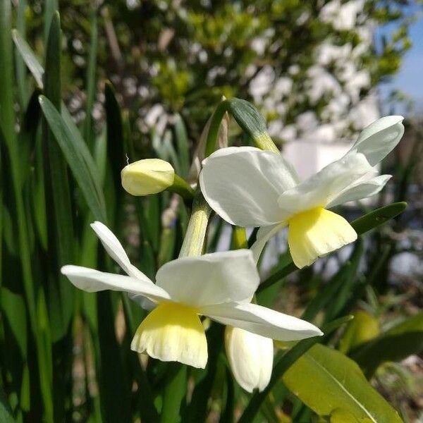 Narcissus triandrus Flors