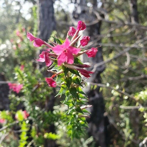 Epacris impressa Цвят