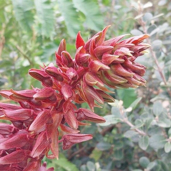 Melianthus major Квітка