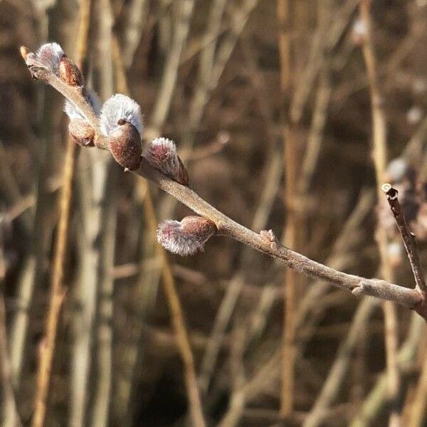 Salix cinerea বাকল