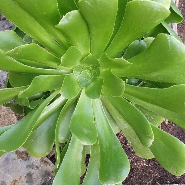 Aeonium arboreum Leht