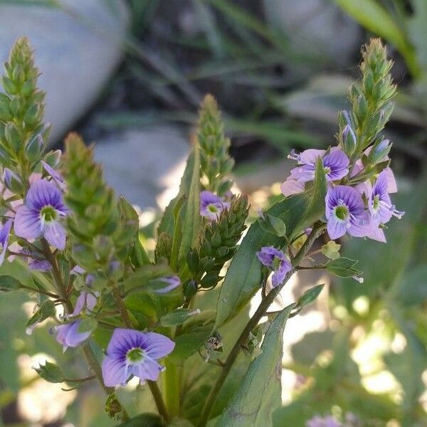 Veronica anagallis-aquatica 花