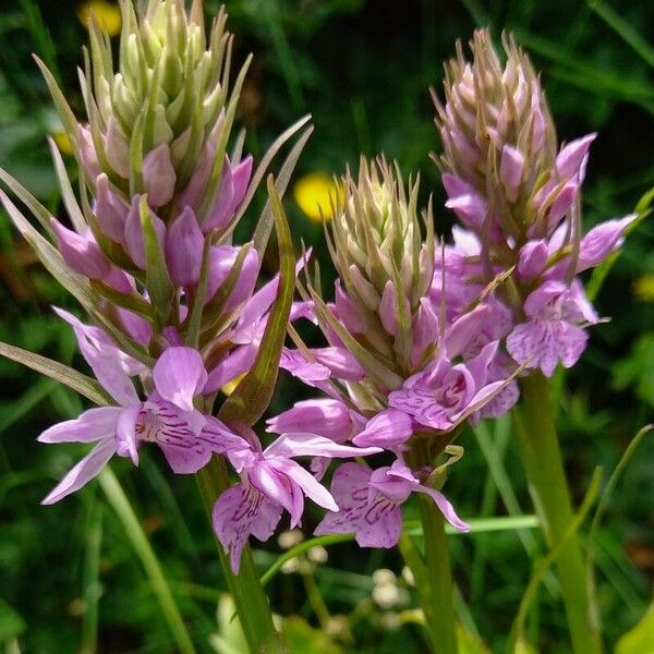 Dactylorhiza majalis Цветок