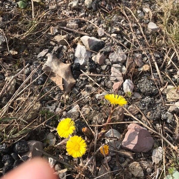 Tussilago farfara Flower