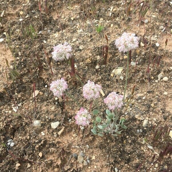 Eriogonum ovalifolium Fiore