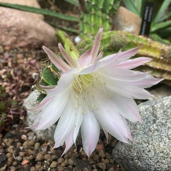 Echinopsis oxygona പുഷ്പം