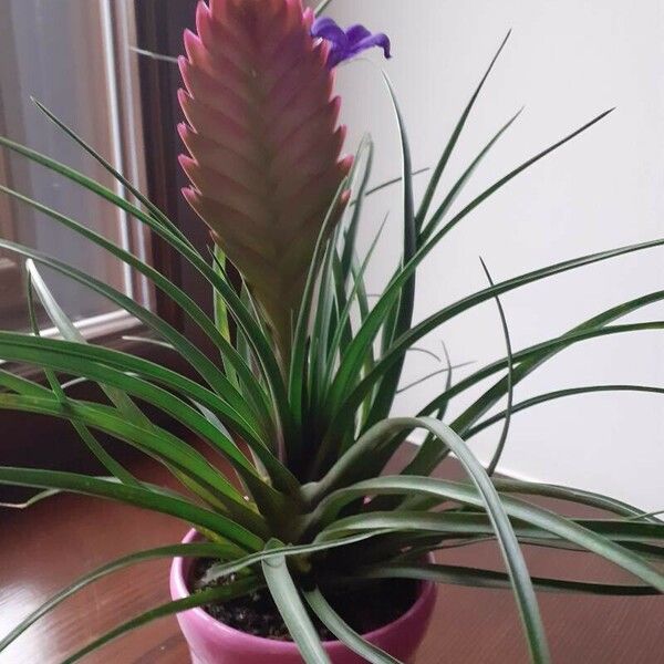 Tillandsia guatemalensis Bloem