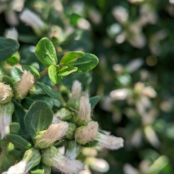 Baccharis pilularis Blomst