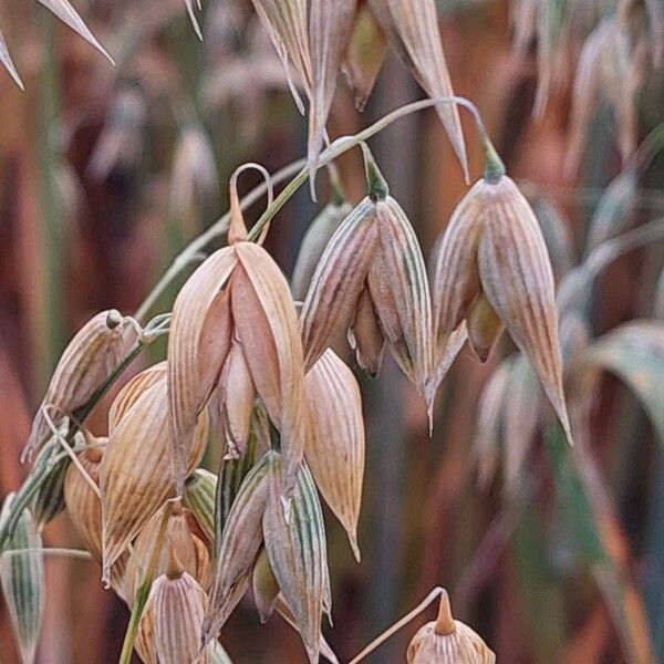 Avena sativa Froito