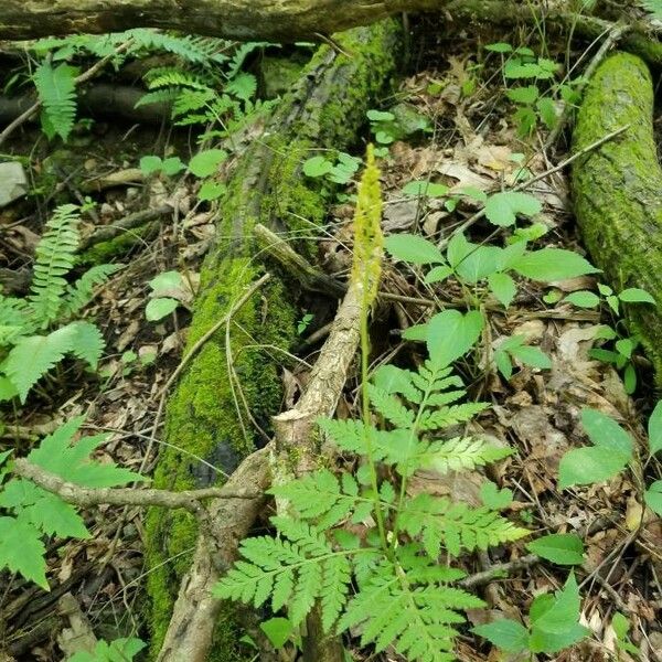 Botrychium virginianum (Common grape fern)