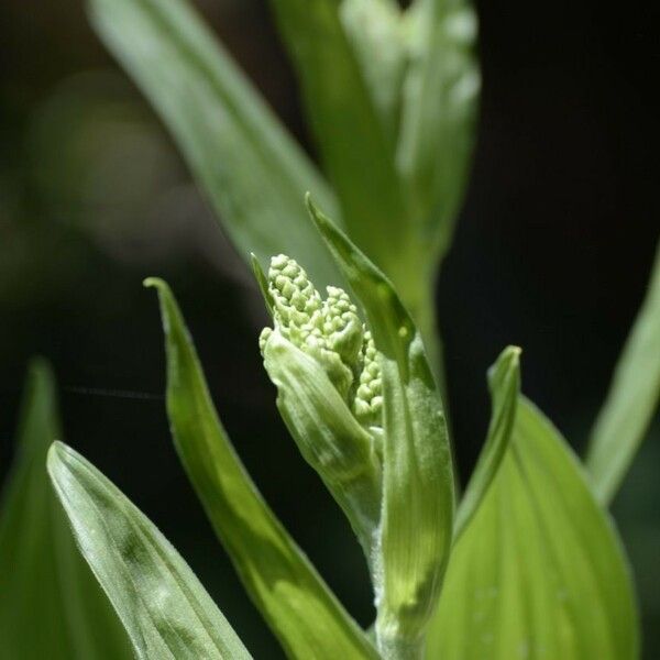 Veratrum californicum Flower