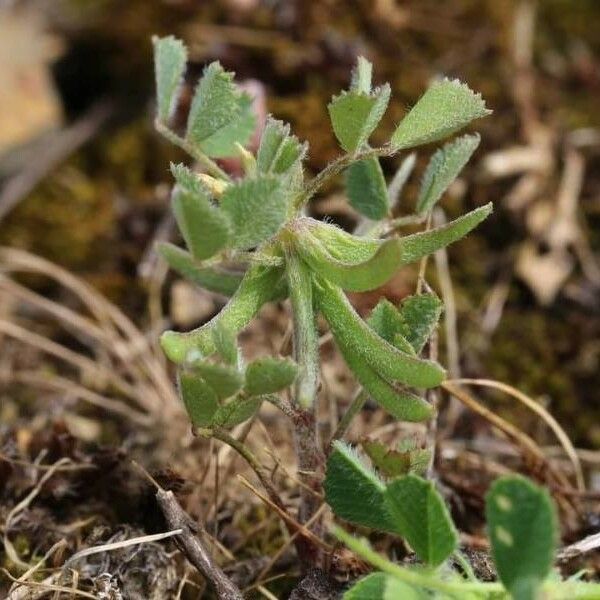 Medicago monspeliaca Foglia