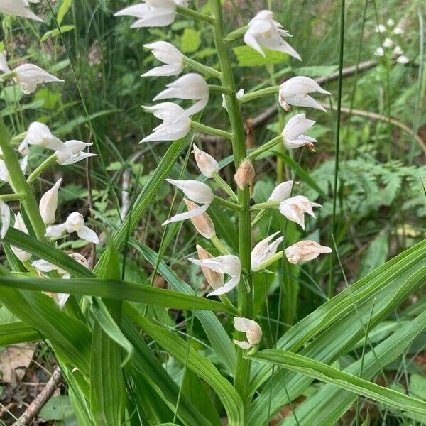 Cephalanthera longifolia Цветок