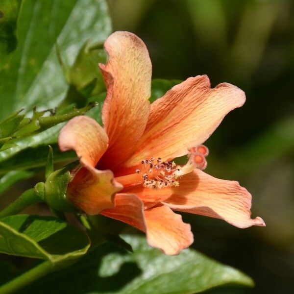 Hibiscus liliiflorus Flower