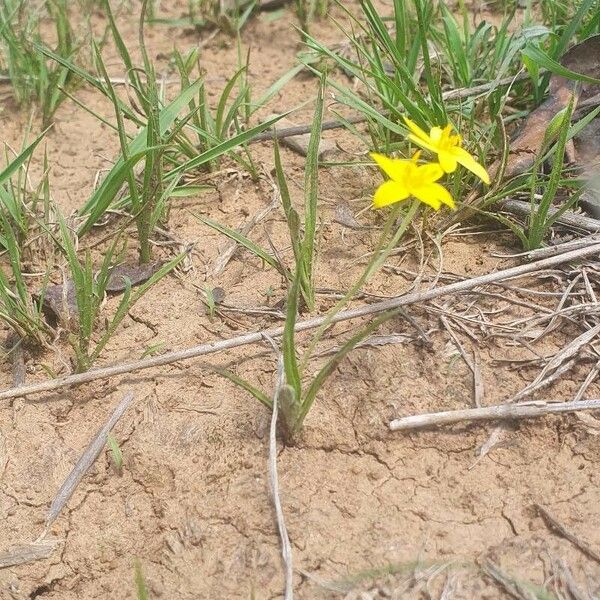 Hypoxis hirsuta Yeri