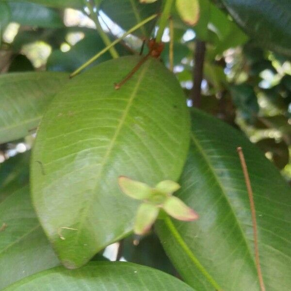 Eugenia brasiliensis Ліст