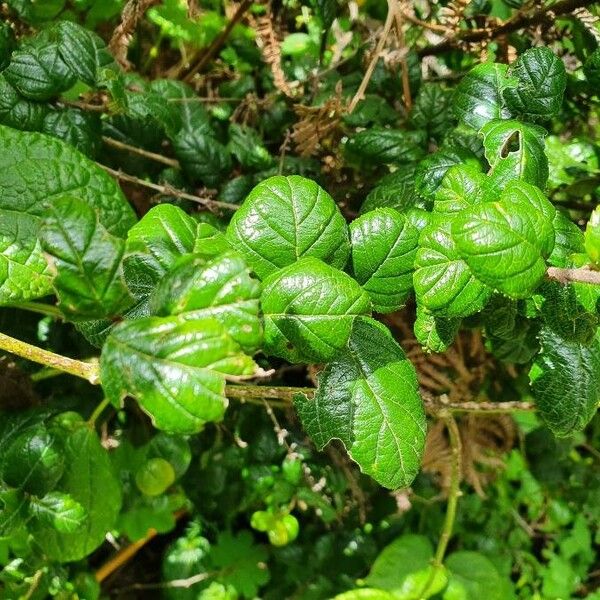 Cynanchum gonoloboides Blatt