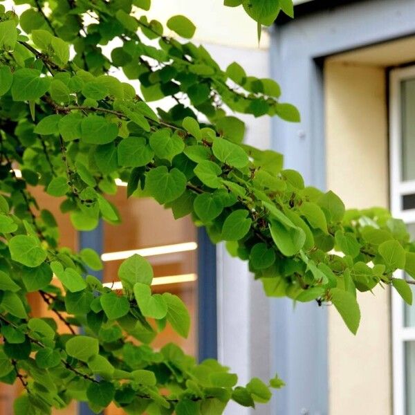 Cercidiphyllum japonicum Drugo