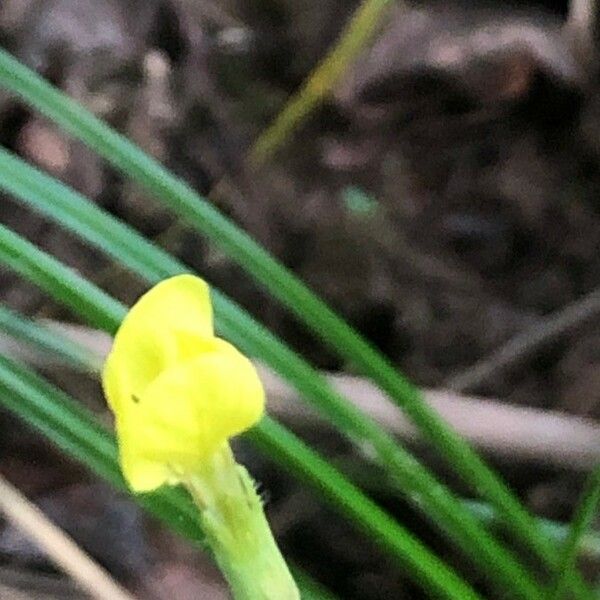 Diplotaxis muralis Flower