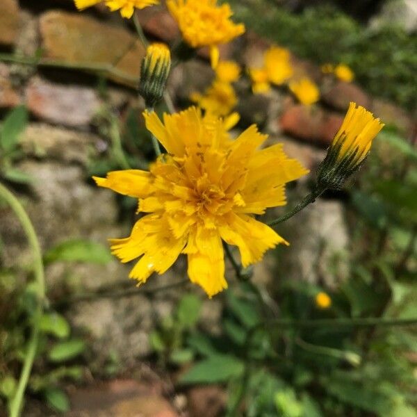 Hieracium murorum Õis