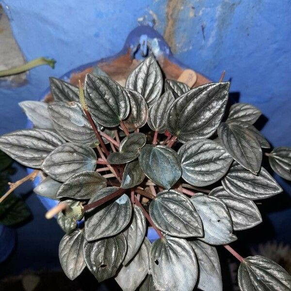 Peperomia albovittata पत्ता