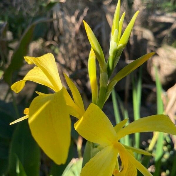 Canna glauca 花