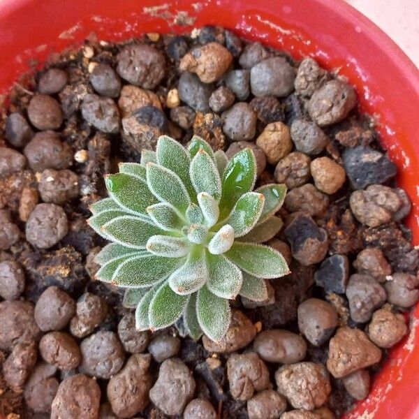 Echeveria setosa Blad