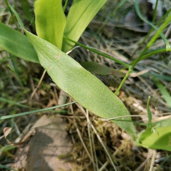 Luzula parviflora ᱥᱟᱠᱟᱢ