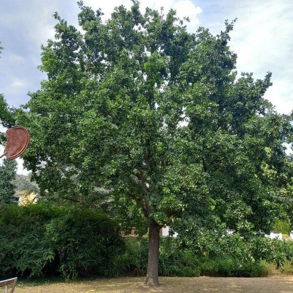 Quercus robur Habitus