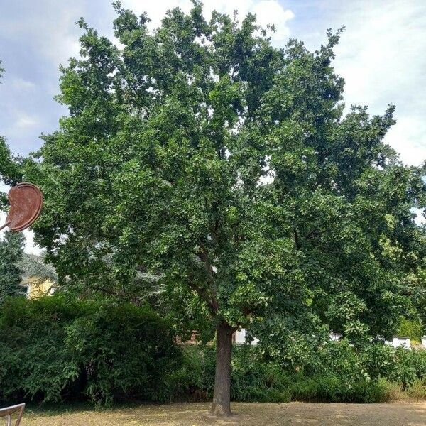 Quercus robur Hábito