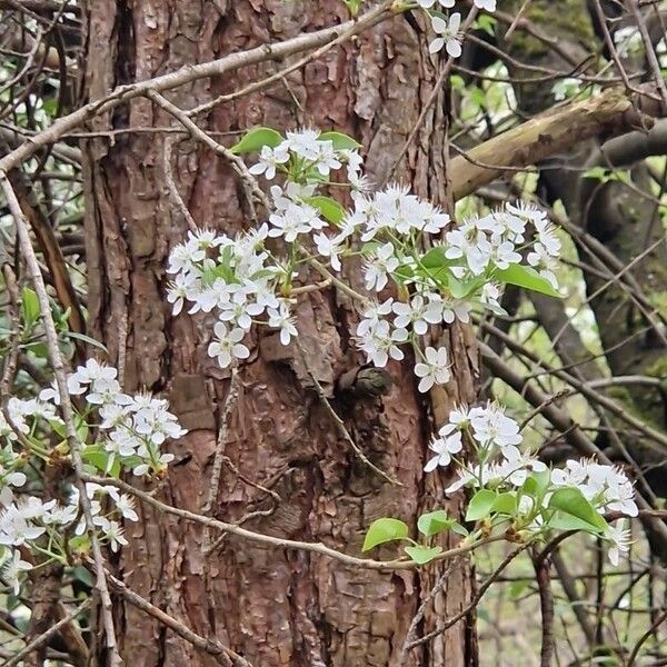 Prunus mahaleb Bark