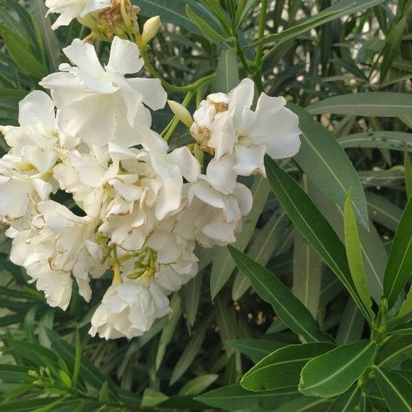 Nerium oleander Virág